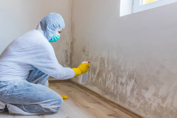 Black mold inspection in Elmhurst