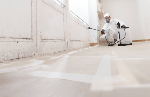 Black mold remediation team in Elmhurst